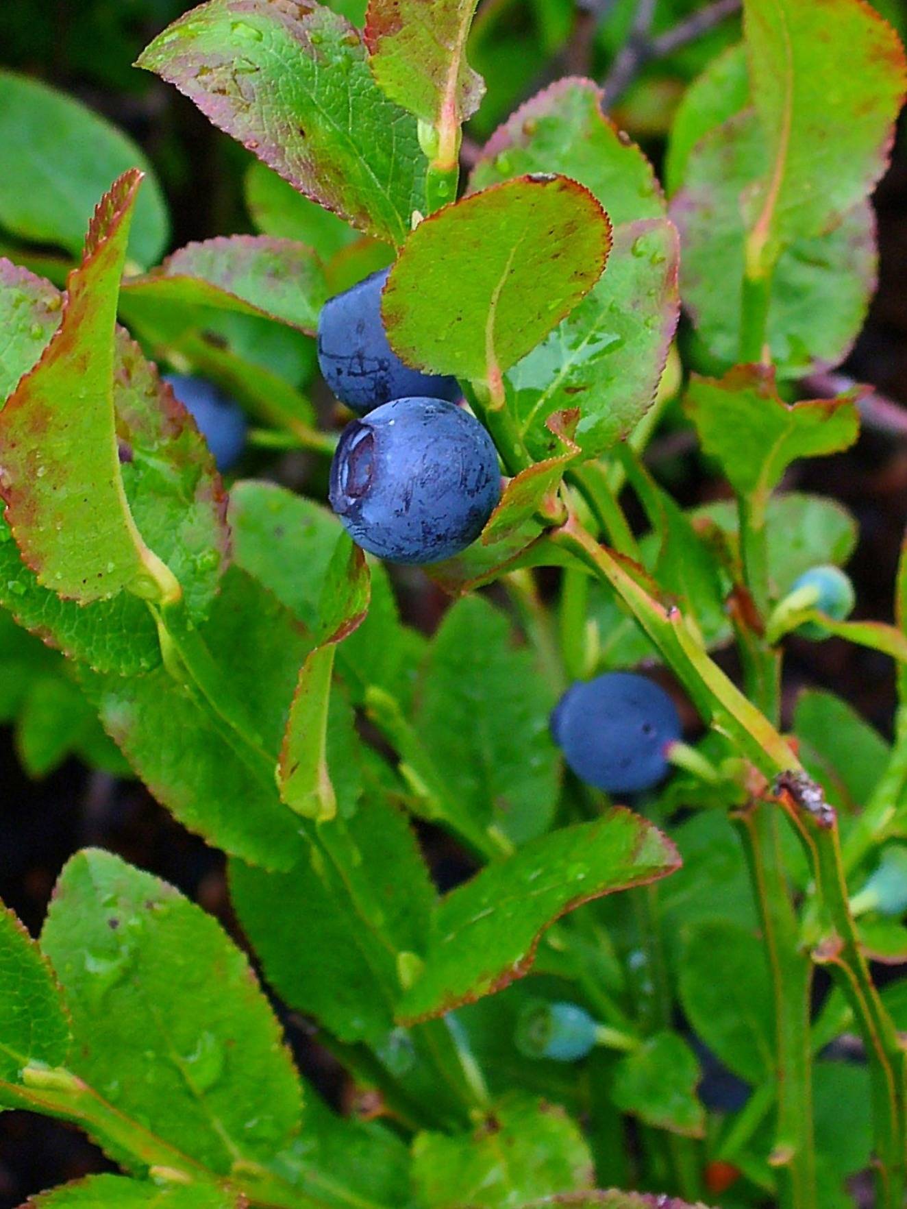 vaccinium-myrtillus-national-botanic-gardens-of-ireland