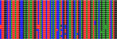 DNA Barcodes – Maples