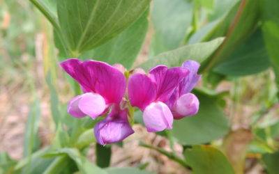 Crop Wild Relatives – Phylogeographic Patterns and Genetic Diversity Estimates