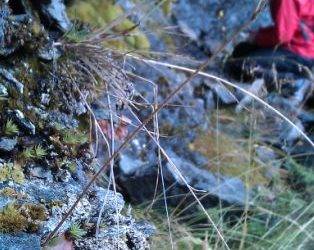 Phylogeography of Saxifraga nivalis