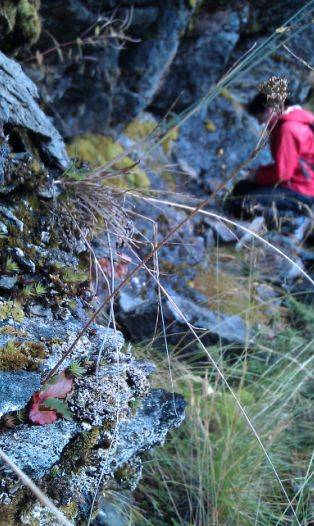 Phylogeography of Saxifraga nivalis