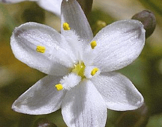 Assessing the Conservation Status of Simethis planifolia (Kerry Lily) in Ireland