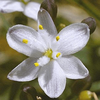 Assessing the Conservation Status of Simethis planifolia (Kerry Lily) in Ireland