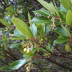Phylogeography of Arbutus unedo