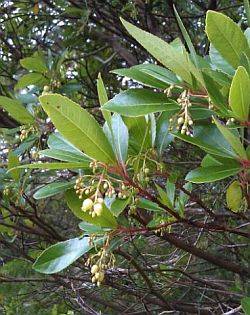 Phylogeography of Arbutus unedo