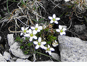 Biogeography of Irish Arctic-Alpine Caryophyllaceae