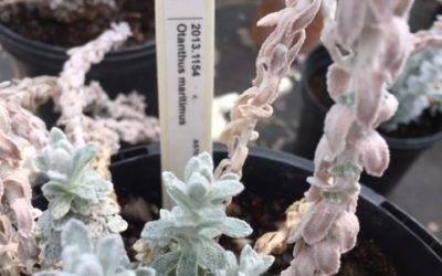 Memories of sun, sea and Cottonweed – one of our rarest iconic Irish coastal plant