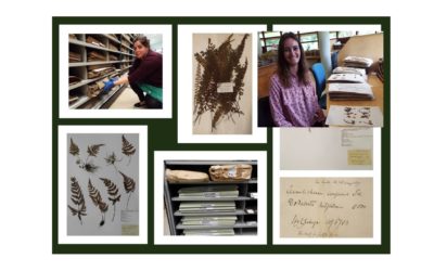 Levinge lost treasures – plant specimens which have survived fire and lay undocumented at Irelands National Herbarium