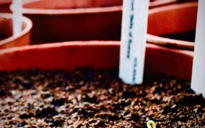 Totally Terrific Tomato Festival 2020 – Collect a Seedling!