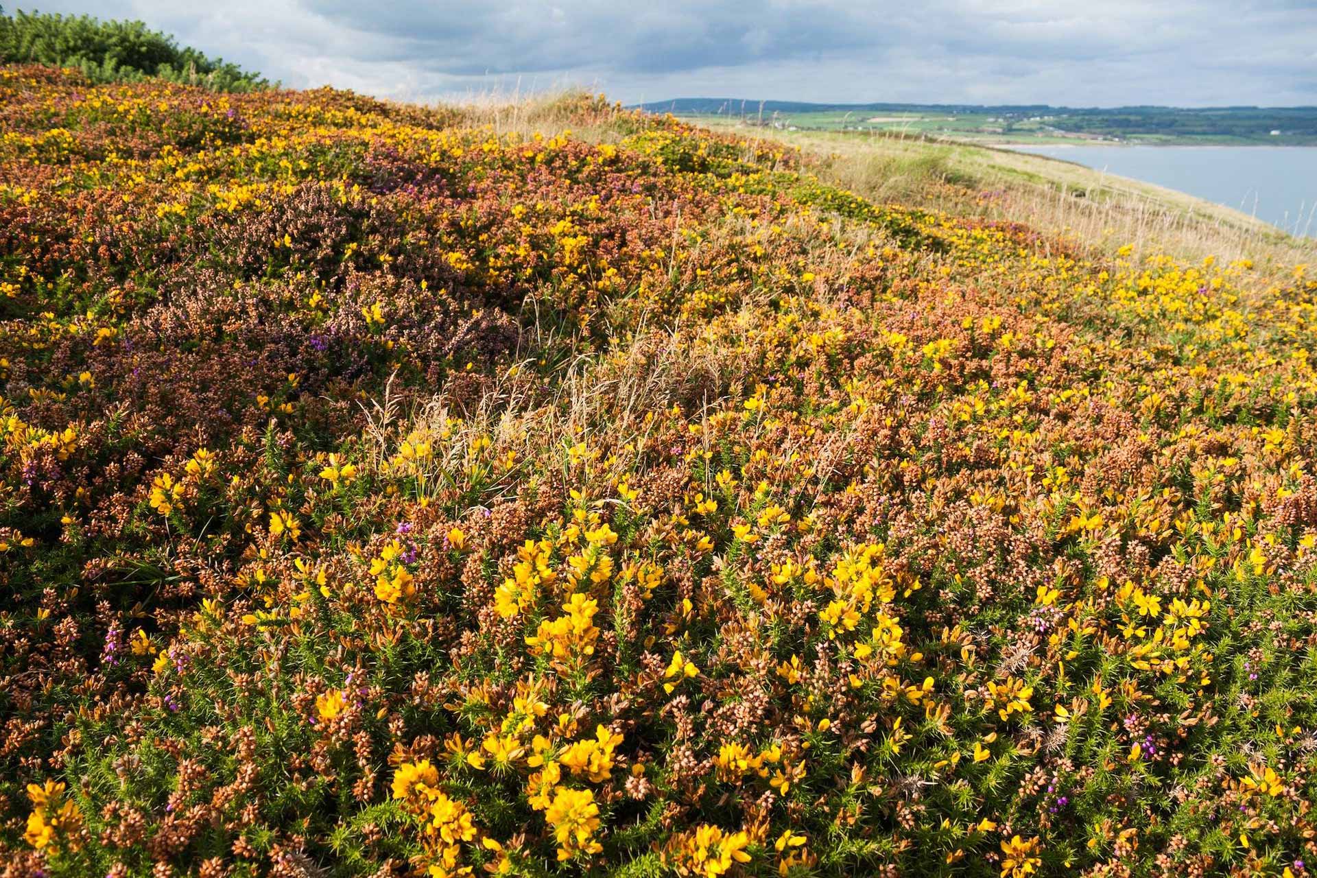 The Flora of Ireland National Botanic Gardens of Ireland