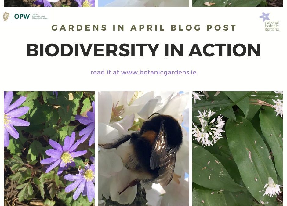 Gardens in April – Biodiversity in Action