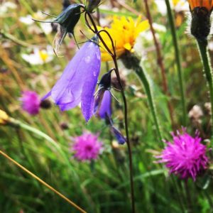 Harebell etc in Burren grassland 