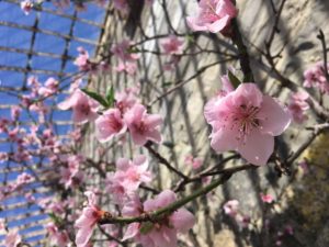 prunus persica nucipersica madame gaillar nectarine