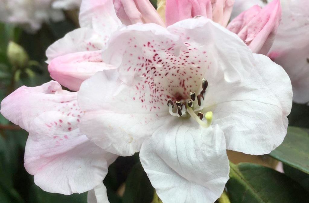 Rhododendron ‘Thomas Acton’ registered with the RHS, March 2020