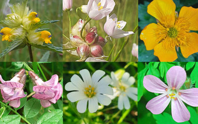 In Praise of Weeds