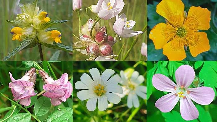 In Praise of Weeds