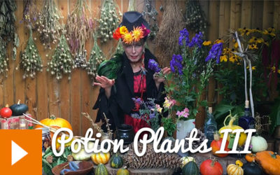 Magical Plants in the Witches’ Garden: Potion Plants III