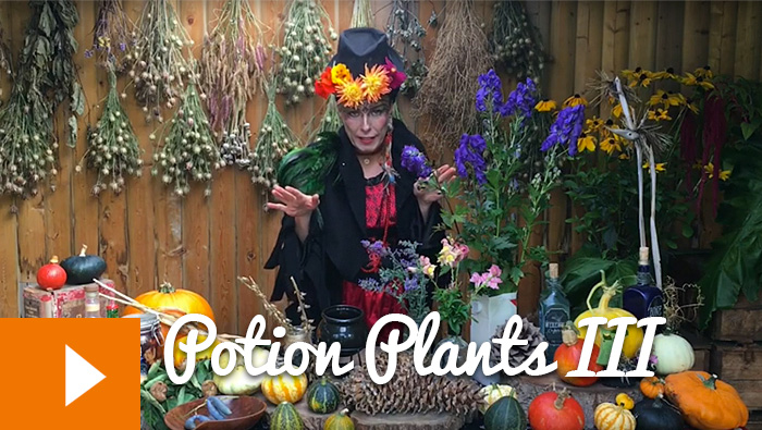 Magical Plants in the Witches’ Garden: Potion Plants III
