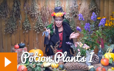 Magical Plants in the Witches’ Garden: Potion Plants I