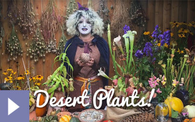 Magical Plants in the Witches’ Garden: Desert Plants