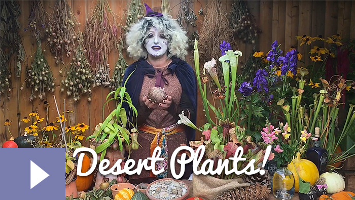 Magical Plants in the Witches’ Garden: Desert Plants