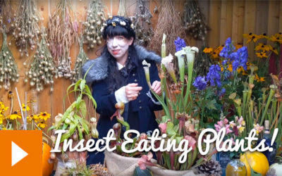 Magical Plants in the Witches’ Garden: Insect Eating Plants!