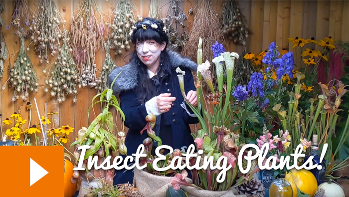 Magical Plants in the Witches’ Garden: Insect Eating Plants!