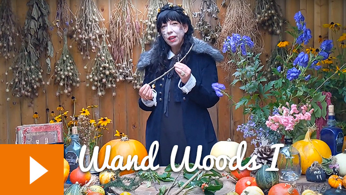 Magical Plants in the Witches’ Garden: Wand Woods I