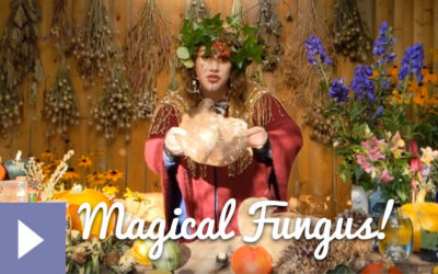 Magical Plants in the Witches’ Garden: Magical Fungus