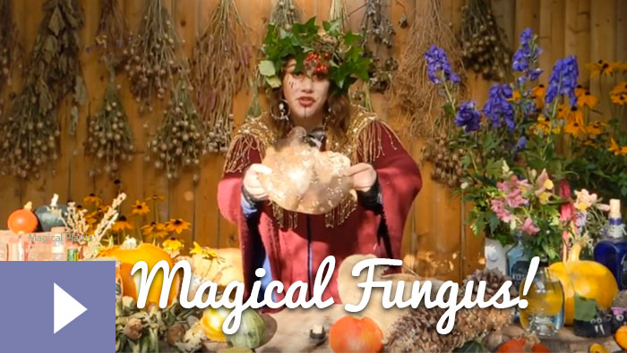 Magical Plants in the Witches’ Garden: Magical Fungus