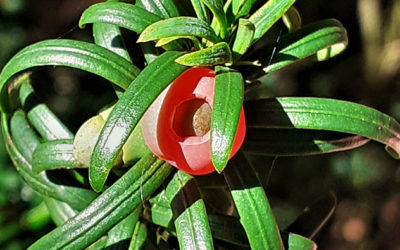 Fruits of Autumn, Samhain Special ‘What are yew looking at?’