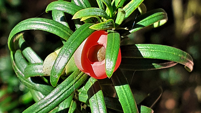 Fruits of Autumn, Samhain Special ‘What are yew looking at?’