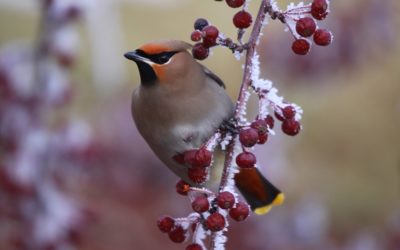 Garden Birds in Winter