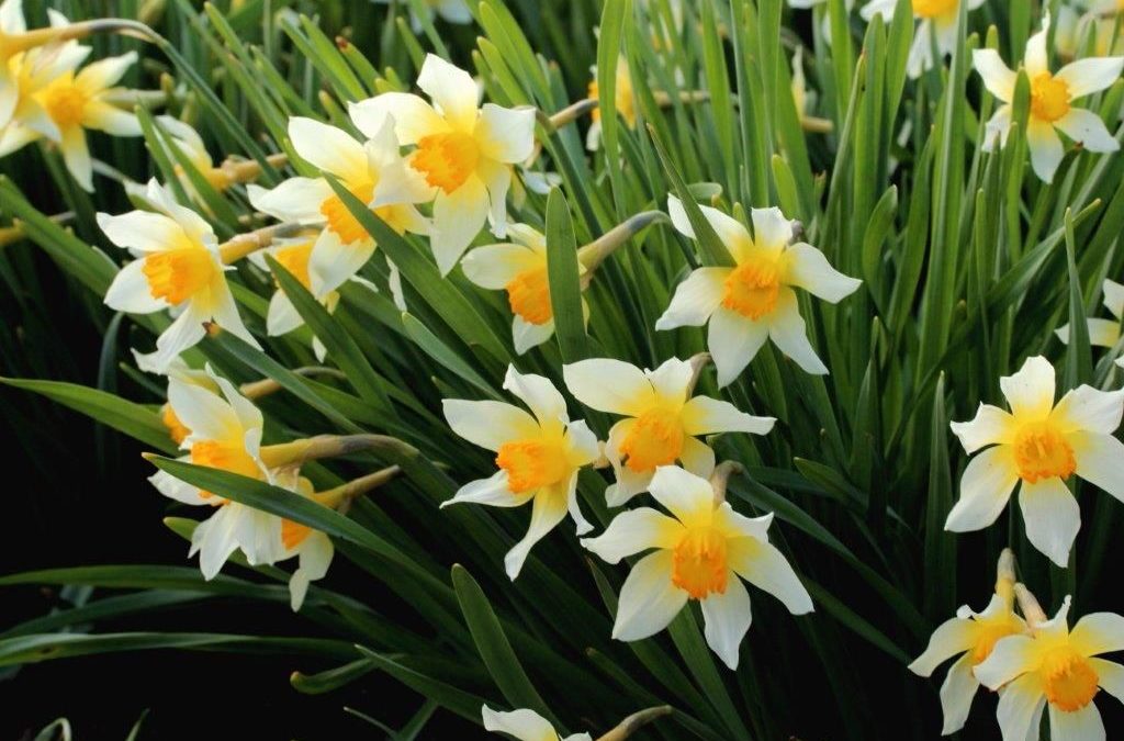 Introducing Narcissus ‘Kilmacurragh’ – a new daffodil cultivar