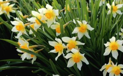 Introducing Narcissus ‘Kilmacurragh’ – a new daffodil cultivar