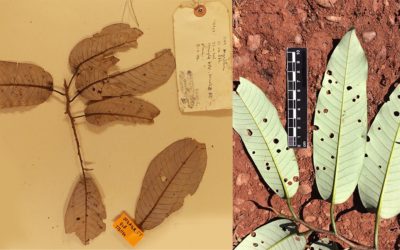 Herbarium-based research on plant physiological responses to climate change