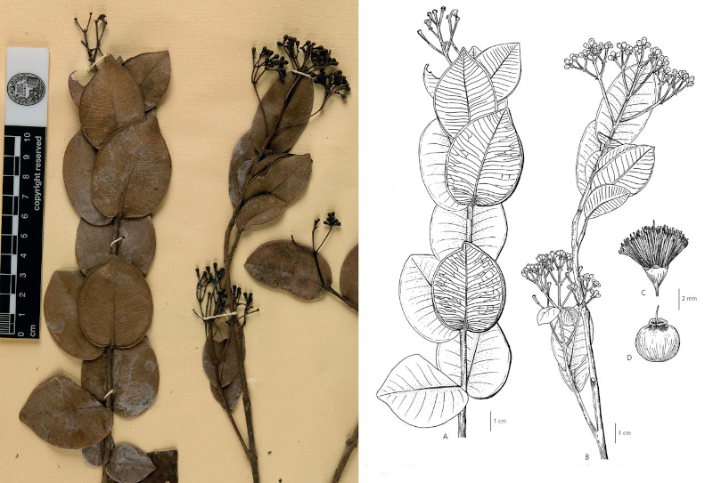 Systematics of Syzygium Gaertn. in Cambodia, Laos and Vietnam