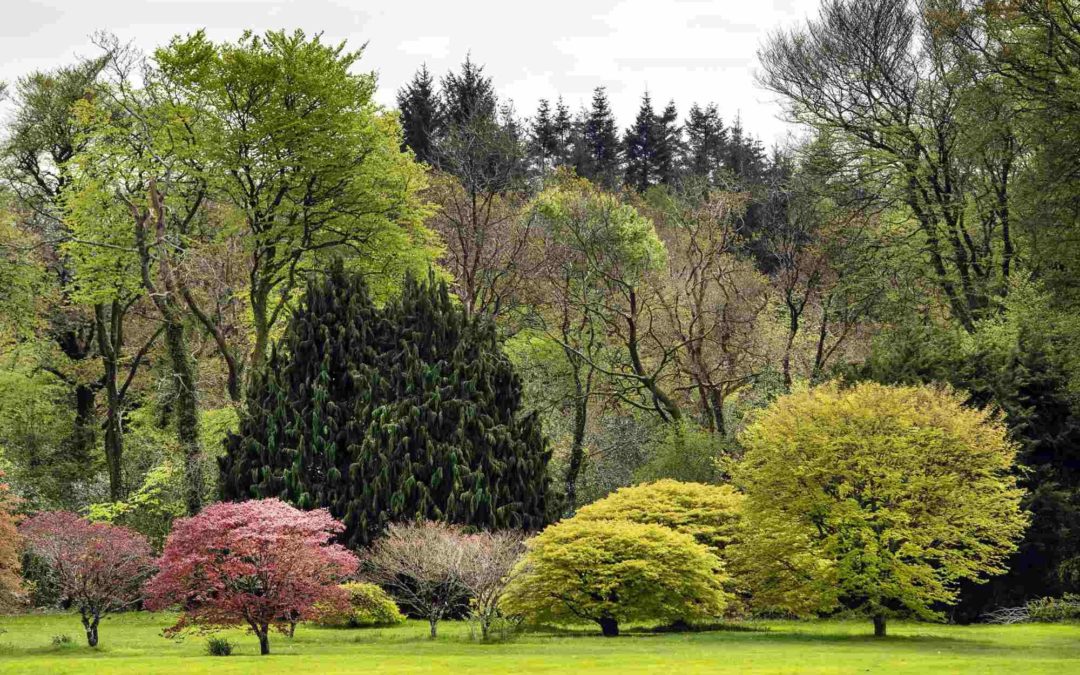 John F Kennedy Arboretum – Mapping the Forest Research Plots