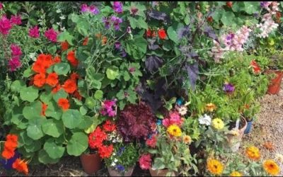 Gardening Shorts from the Children’s Garden: Sow Calendula Seeds for National Plant a Flower Day