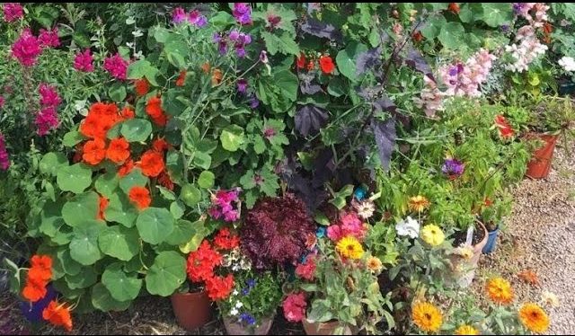 Gardening Shorts from the Children’s Garden: Sow Calendula Seeds for National Plant a Flower Day