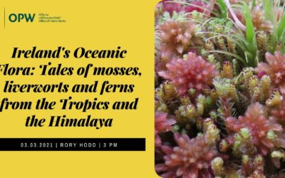 Ireland’s Oceanic Flora: Tales of mosses, liverworts and ferns from the Tropics and the Himalaya – online talk with Rory Hodd