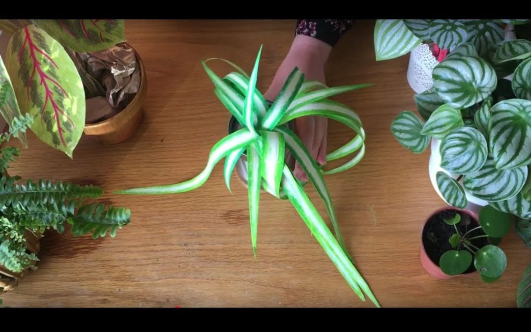 Paper Plants: How to make a paper spider plant