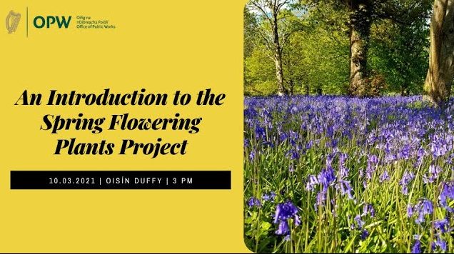 An Introduction to the Spring Flowering Plants Project – online talk with Oisín Duffy