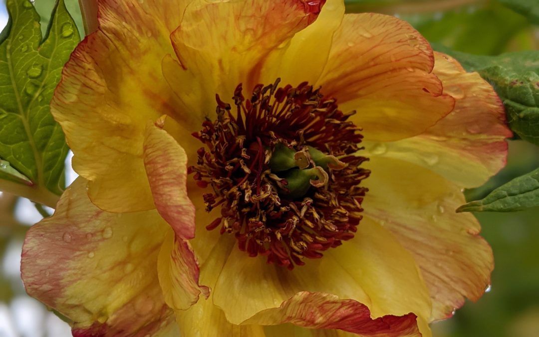 Peonies in Bloom, May 2021