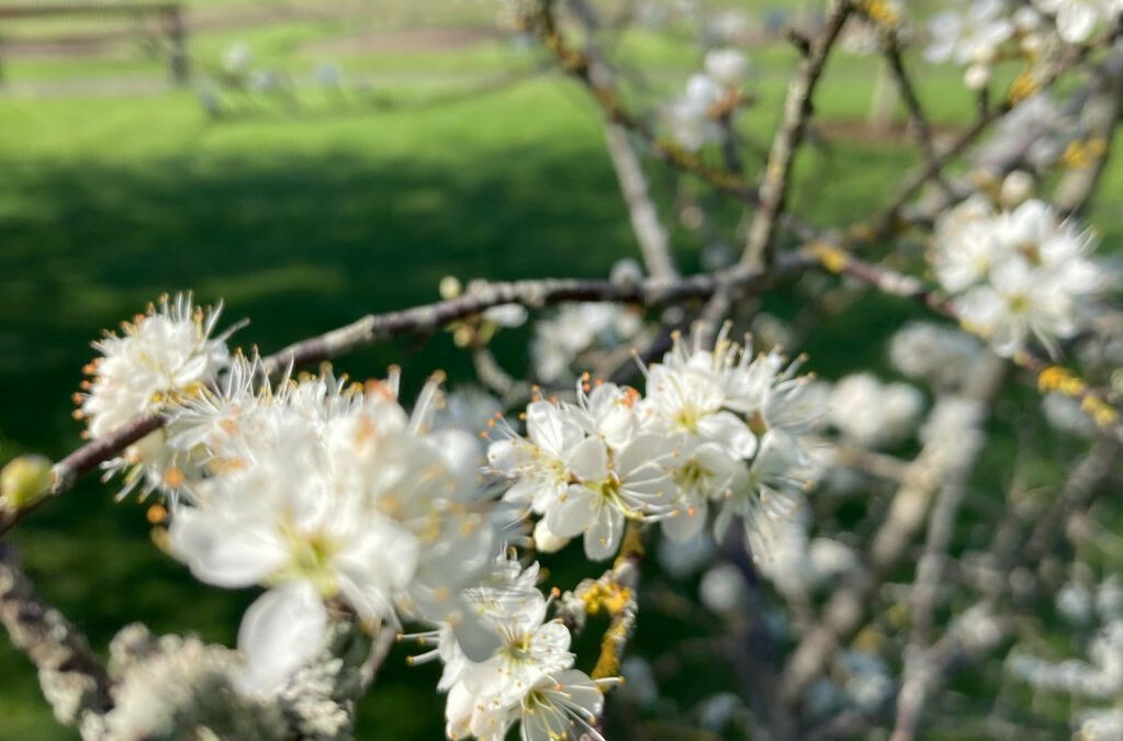 Phenology – Spring Watch Trail