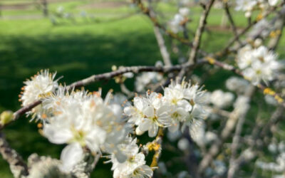 Phenology – Spring Watch Trail