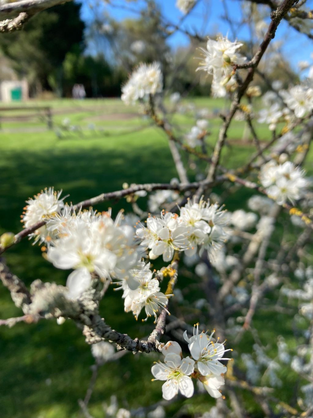 Prunus spinosa flowering the in the National Botanic Gardens 2022