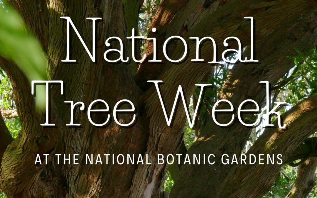 National Tree Week at The National Botanic Gardens