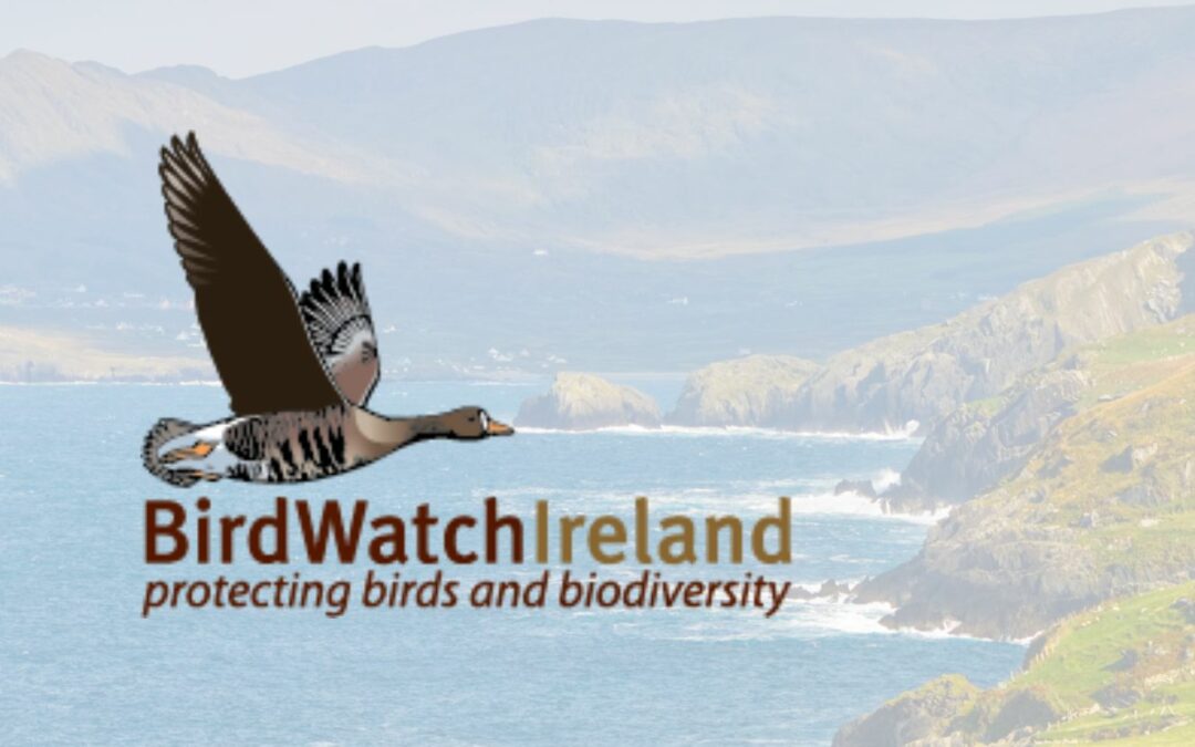 Birdwatch Ireland Tolka Branch: Victor’s Irish Birding