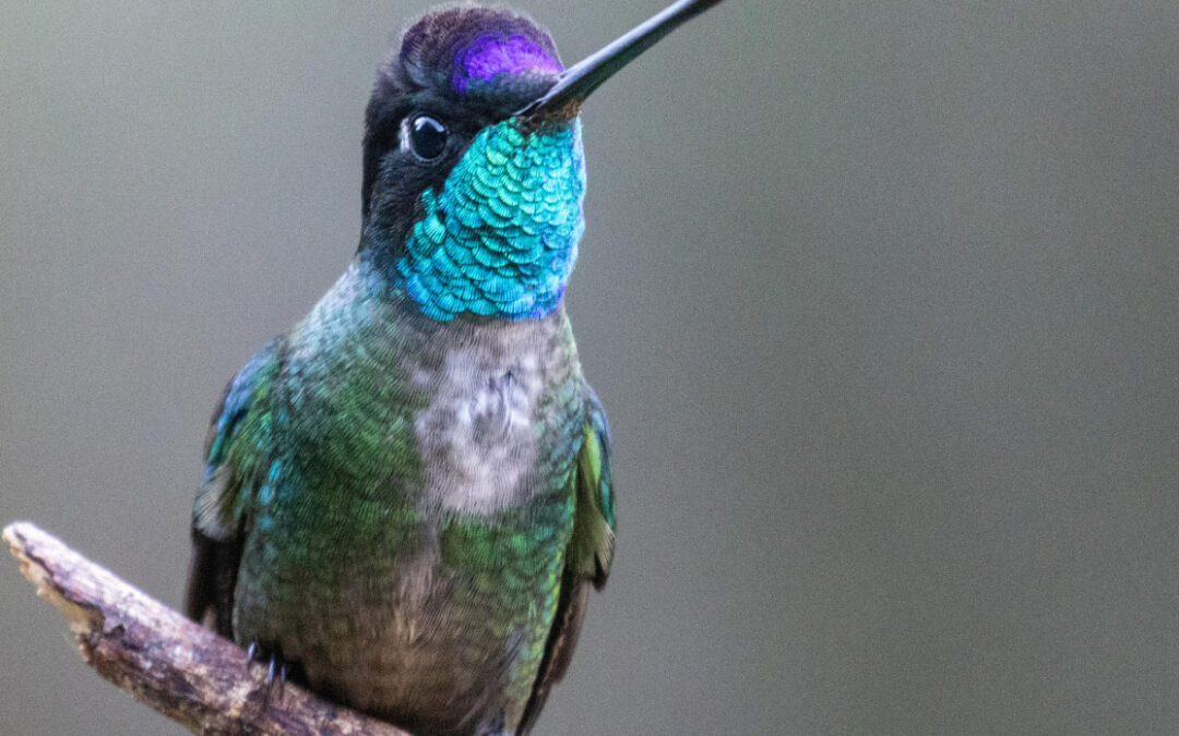 Birdwatch Ireland Tolka Branch: Birds of Costa Rica with Paul Lynch